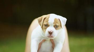 schattige puppy met groene ogen wordt vastgehouden op een mooie dag video