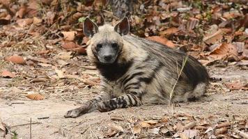 striped hyena video