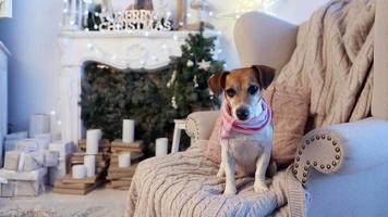 Hund sitzt auf Sessel dekoriert Weihnachten Interieur video