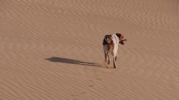 Chien de race pure se demandant dans le désert du Sahara