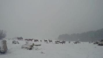 Group of Deer in Wildlife video