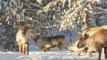 reindeer video