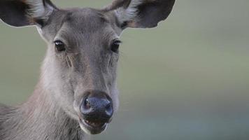 Sambar Deer in Khao Yai National Park, Thailand video