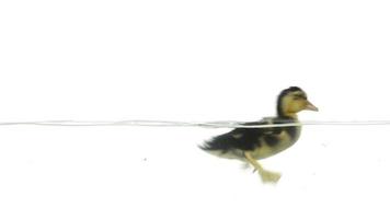 Duckling swimming in slow motion