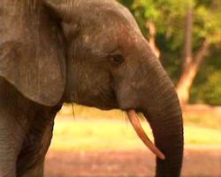 afrikanische Waldelefanten video