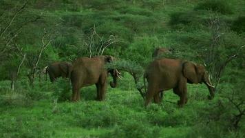 elefanter i savannen video