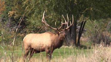 Bull Elch in Brunft video