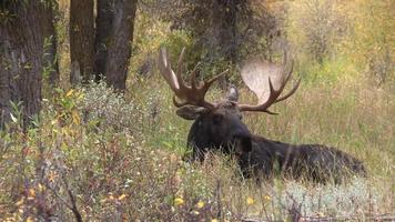 Bull Shiras Moose in the Fall rut video