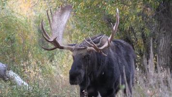 bull shiras alce in autunno video