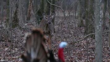 Wildlife - Deer watch's the decoy turkey video
