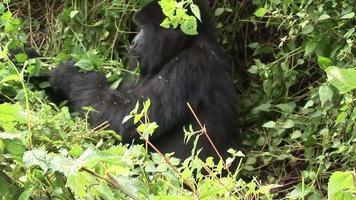 gorila selvagem animal floresta tropical ruanda áfrica video