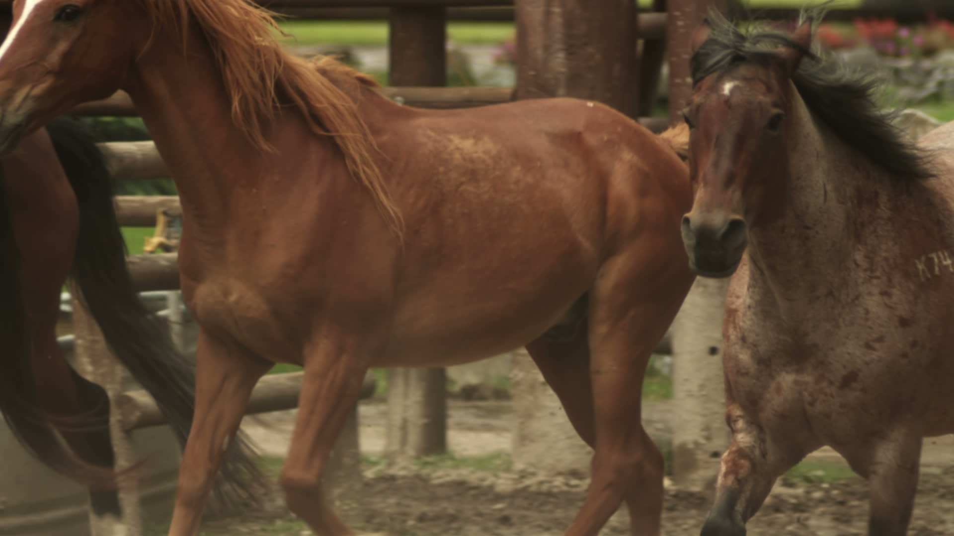 cavalo correndo  Cavalos bonitos, Cavalo, Cavalos