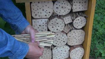 Gardener filling insect hotel with reeds video