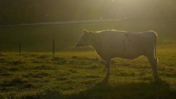 Kuh auf einer Weide