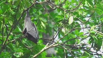 Flying fox hangs on a tree branch and washes video
