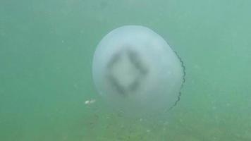 Medusa medusa closeup flota lentamente en agua de mar