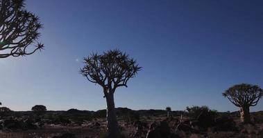 4k panning shot van pijlkokerbomen / kokerboom in silhouet tegen de zon