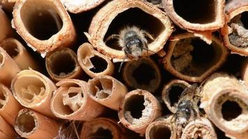 abelhas selvagens machos voando na primavera em um abrigo de insetos. procurando por abelhas fêmeas video