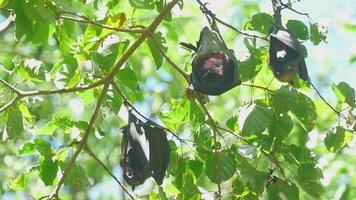 Flying foxes rest video
