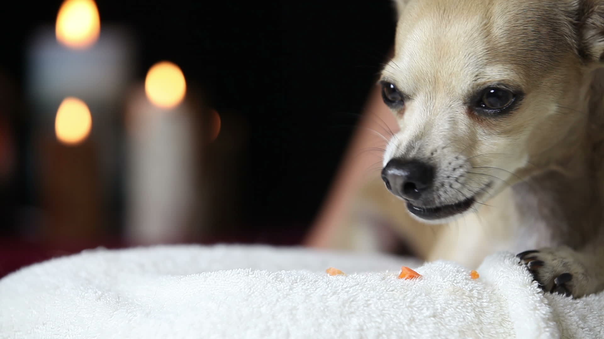 Chihuahua Eating Treat 1307100 Stock Video at Vecteezy