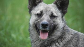 porträtt av grå hund sticker ut tungan