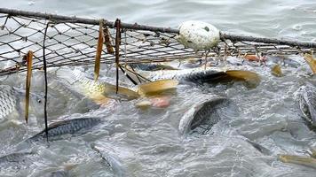 peixe pego rede de pesca