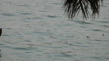 båtfiskare i Kerala, Indien. video