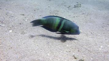 peixe papagaio video