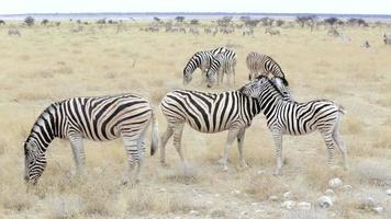 Burchell's Zebra mit Fohlen knabbern Fell video