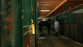 HD MACRO: Horses in stall