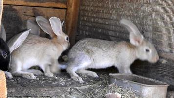 Rabbits eat hay and grain in cells in the village
