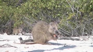 het eten van nutria otter zand land cuba video