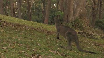 Kangaroo in the Australian bush video