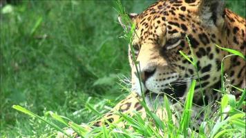 Jaguar wartet im Gras, Nahaufnahme