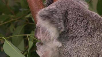 niedlicher Babykoala in einem Baum video