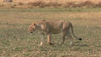 Lioness walking across open savannah video