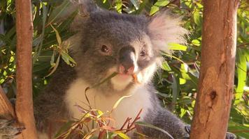 koala in een boom - Australië video