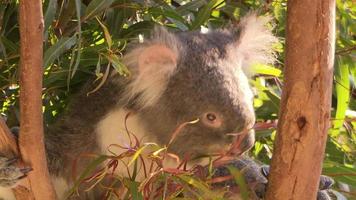 koala in een boom - Australië video