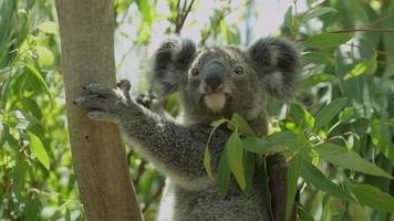 Koala dans l'arbre - Australie video