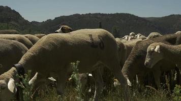 pastore con gregge di pecore merinos video