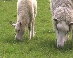 Lamb and sheep grazing in field - SD video