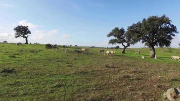 Flock of Sheep Grazing in Meadow video