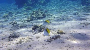 Raccoon Butterflyfishes by the corals underwater