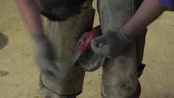 un artisan maréchal-ferrant remplace les fers à cheval