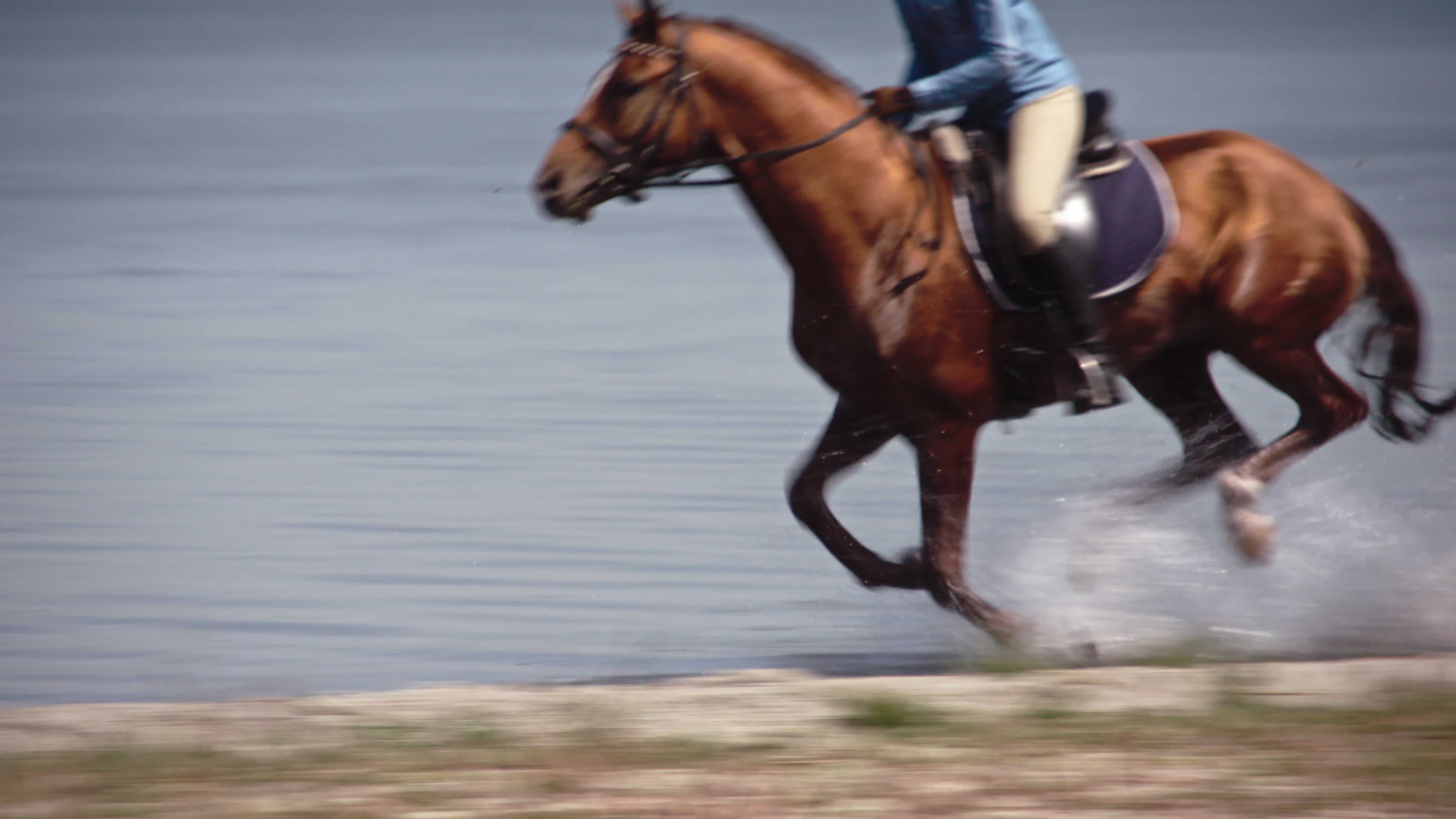 Jogo Marrom Selvagem Do Cavalo Na água Foto de Stock - Imagem de homem,  pântano: 143143582