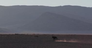 4k hintergrundbeleuchtete Aufnahme von wilden Pferden, die durch Wüstenlandschaft gehen video