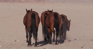 4 k vista de gran angular de caballos salvajes caminando por el paisaje desértico video
