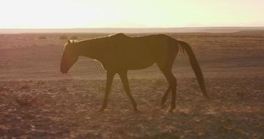 4k hintergrundbeleuchtete Aufnahme von wilden Pferden, die durch Wüstenlandschaft gehen video