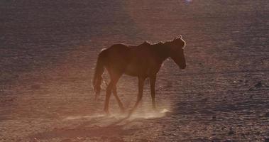 4k retroiluminado tiro de caballos salvajes caminando por el paisaje desértico video