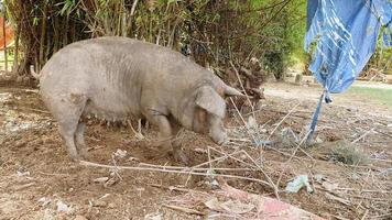cochons roses et gris à la recherche de nourriture video